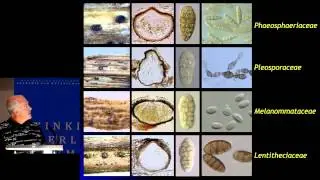 03 Kevin Hyde et al   Linking morphology with phylogeny   does it work