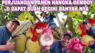 PERJUANGAN PANEN NANGKA GEMOOY & DAPAT BUAH SEGINI BANYAK NYA