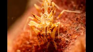 Diving Lembeh Strait, Indonesia, Jan Feb 2025