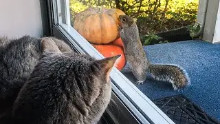 Cat watches squirrel eat pumpkins through window