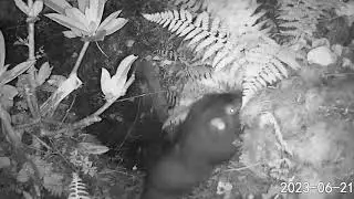 Mountain Beaver (Aplodontia rufa) gathering ferns at night.
