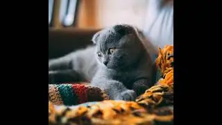 pet health awareness