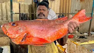 KASIMEDU SPEEDSELVAM BIG SIZE RED SNAPPER FISH CUTTING VIDEO #kasimeduselvam #fishcutting 