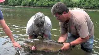 White River Monster Brown Trout 32.65 lbs.    