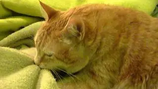 Dinky Cat with his Blankie