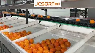 JC SORT Citrus Sorting Packing Line