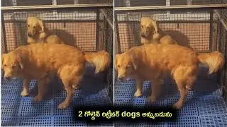 top quality golden retriever dogs for sale in telugu/ 63096 10702 /aj pets