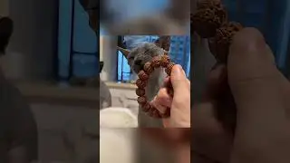 The Battle Against a Greasy, Color-Shedding Cat