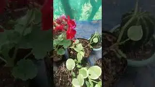 #plantparenting #plant lovers#plant collection#plant tour#plant parent#gardening journey#