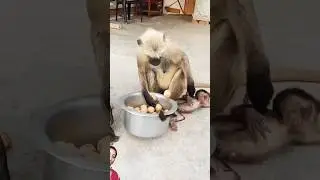 Hanuman #shorts #monkey #viral #video #Kamala bhandari