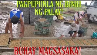 PROSESO NG PAGPUPUNLA NG BİNHİ NG PALAY