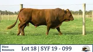 Lot 18 SYF 19  099