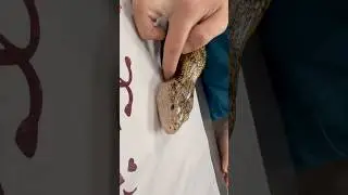 Funny little skink getting a head scratch #skink #reptiles #bluetonguedskink