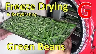 Freeze Drying Green Beans