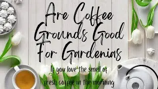 🍫👨&zwj;👩&zwj;👧&zwj;👦 Are Coffee Grounds Good For Gardenias! ♻⛺