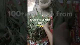 Got 100+ aloe pup from 1 mother plant 🌱😳