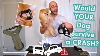 STOP Driving Without This! The Crash-Tested Dog Harness That Could Save Lives