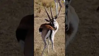 Thomson's Gazelle at Masai Mara in Kenya. #가젤 #마사이마라 #케냐 #gazelle #masaimara #kenya