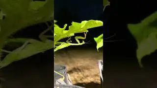 Are the praying mantis aliens in the garden? #garden #extraterrestrial #alien #mantis #prayingmantis