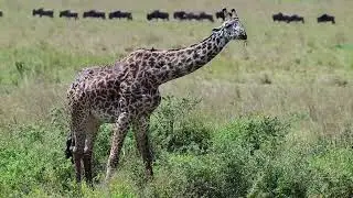 Wildebeest crossing the river at Masai Mara Kenya 2025年最新★マサイマラのヌーの川渡り