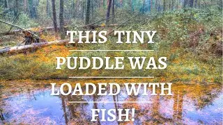 This Tiny Puddle was Loaded with Fish!