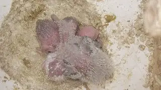World of Budgie Baby 05.02.2026