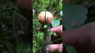 Leccinum versipelle