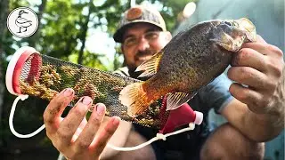 Catching PANFISH from a Jon Boat w/ Crickets and Worms