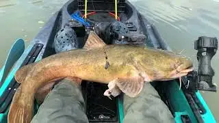 BIG FLATHEAD CATFISH!