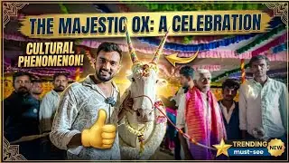 ಹಳೇಯೂರು ಗ್ರಾಮ.... ಜೈ ಹಳ್ಳಿಕಾರ್ 🐂#krishnarajanagara 