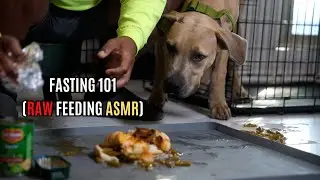 Голодающие собаки 101 (сыроедение ASMR)