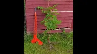 Fredag 2025 07 25 Uppdragning av oönskade buskar i trädgården