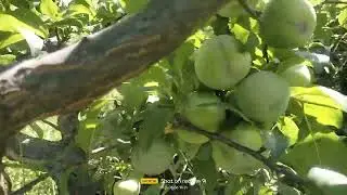 Fortune and black Amber plum as on 06 June 2025