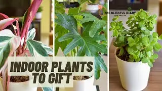 Plants As My Birthday Gift | Online Shopping For INDOOR PLANTS | Houseplant Shopping Haul