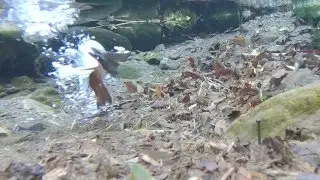 CASIO EX-FR100　Diving of kingfisher
