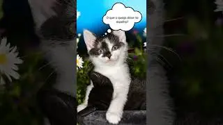 Celular dorminhoco 😲 #cat #shortvideo #subscribe #shorts #whatsappstatus