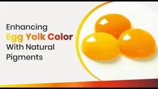 How to Enhance Egg Yolk Color? Top 5 Feed Additives for Chicken Farmers