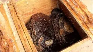 Small Hive Beetle: Colony Destruction -- Beekeeping -- Peace Corps Ghana