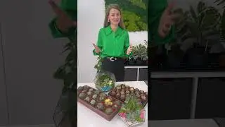 Как пересадить кактус и не уколоть руки? #кактусы #кактус #пересадкарастений #уходзарастениями