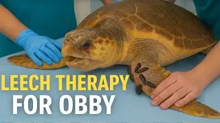 Real Footage Sea Turtle Rescue How Leeches Are Giving Obby a Second Chance at Life #HealingObby