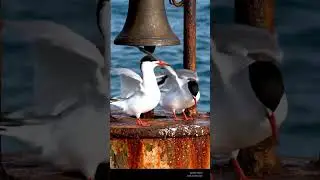 Birds with Nature Sounds #asmr #nature #birds