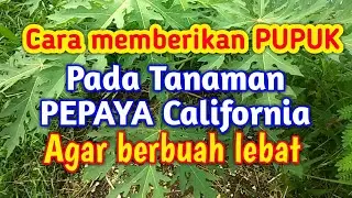 Cara memberi pupuk pada pepaya california agar berbuah lebat dan buahnya manis