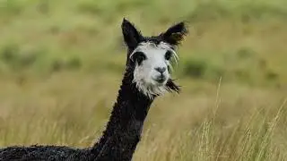 &Auml;YA Alpaca in Peru 2024