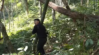 Finding the Perfect Spot to Build My Bamboo House | Alone in the Forest