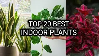 Top 20 Best Indoor Plants for Home | Indoor Plants | 20 Best Lucky Indoor Plants 