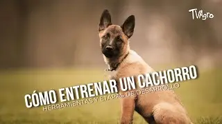 Cómo entrenar un cachorro: herramientas y etapas de desarrollo - TvAgro por Juan Gonzalo Angel