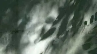 Shadow of the wind