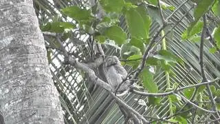 Birds of Sri Lanka
