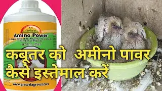 KABUTER KO AMINO POWER  KAISE ISTMAL KARWAYE USKE PHYEDE KYA KYA HAI ll अमीनो पावर के फायदे कबूतर ll