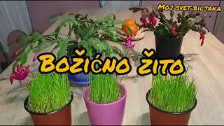 Kako posejati Božićno žito!